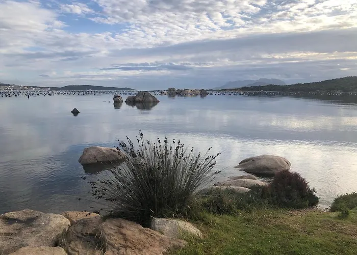 Daire Marina Butterfly *